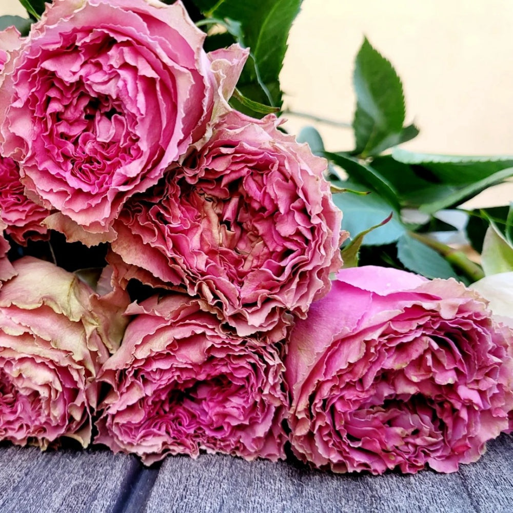 Wild Moments Rose