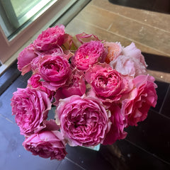 Wild Moments Rose