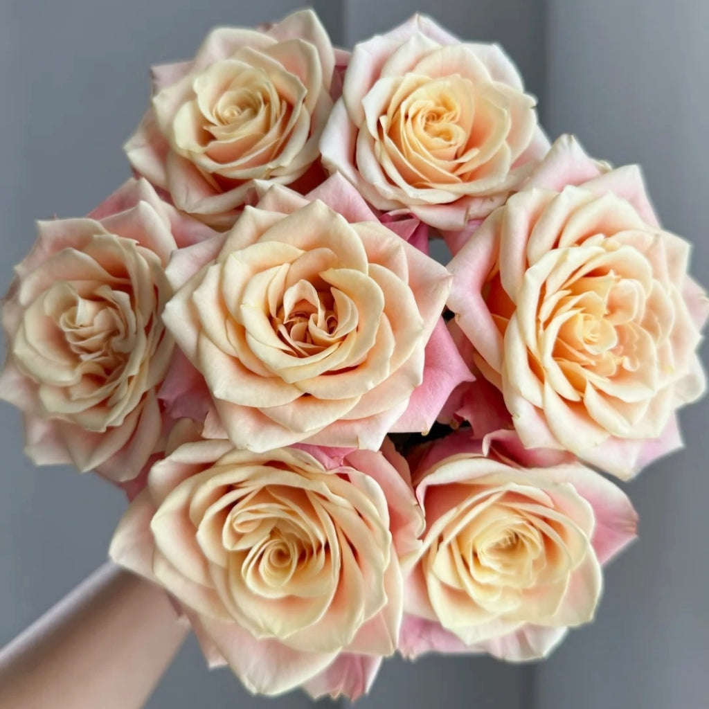 Wild Crown Rose