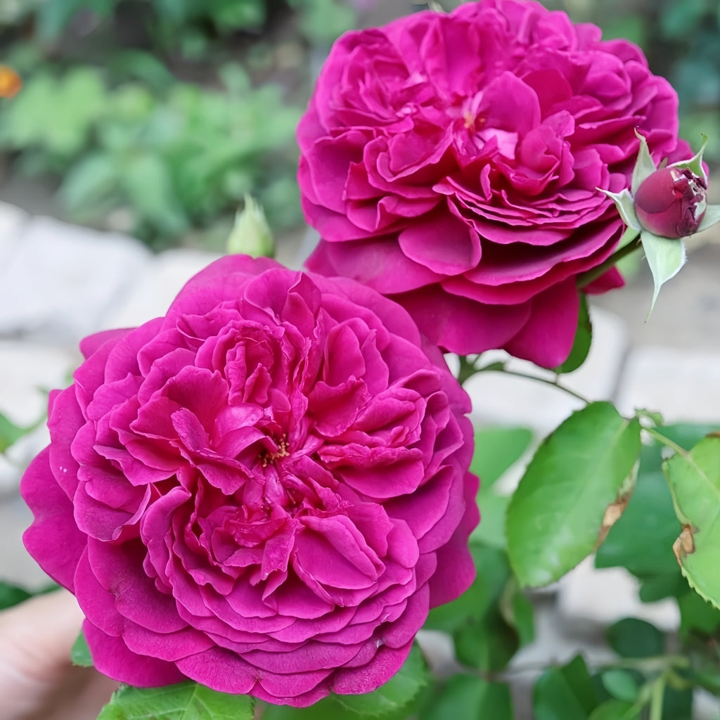William Shakespeare 2000 Rose