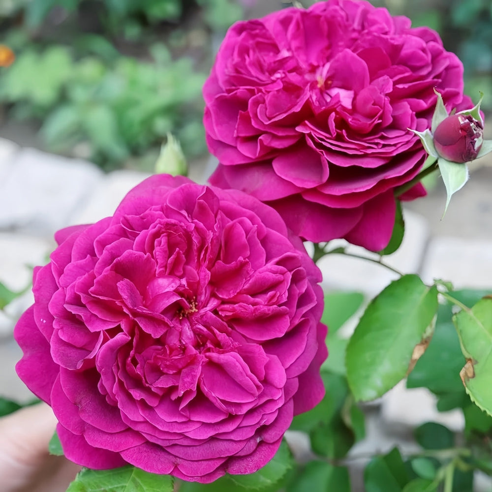 William Shakespeare 2000 Rose