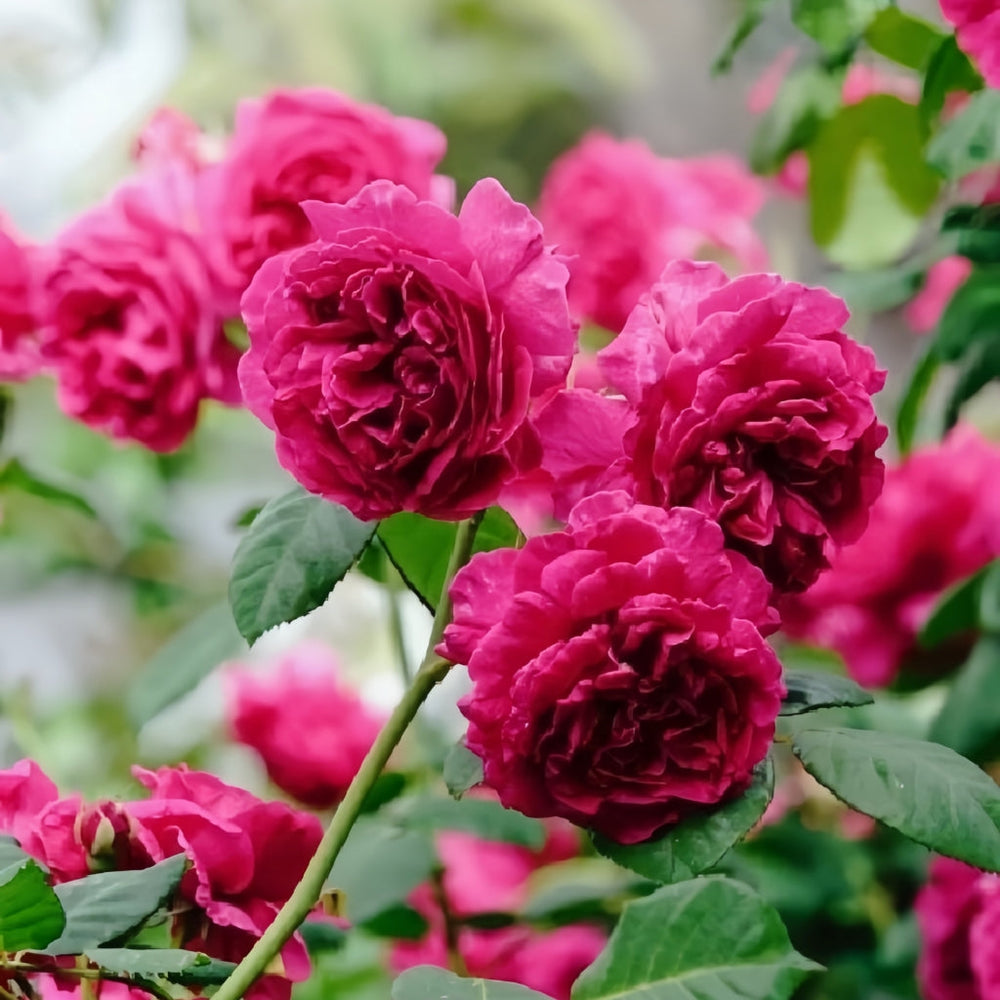 William Shakespeare 2000 Rose