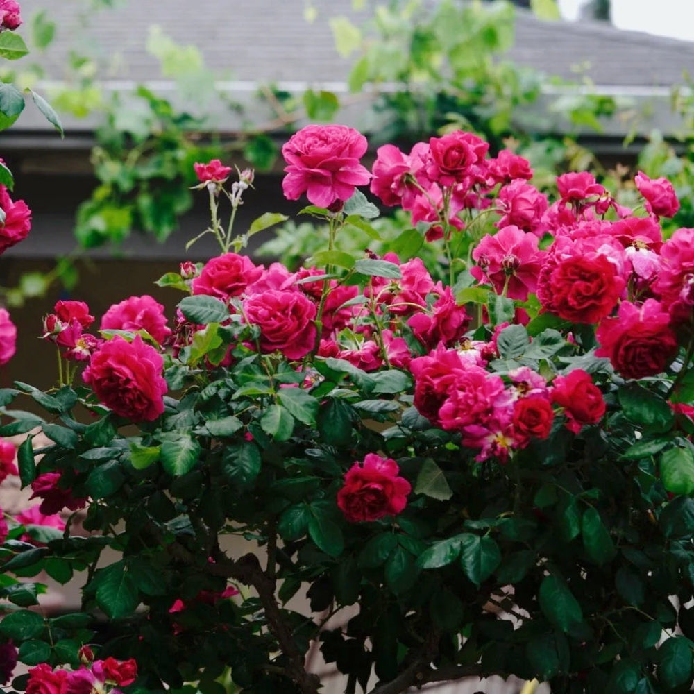 William Shakespeare 2000 Rose