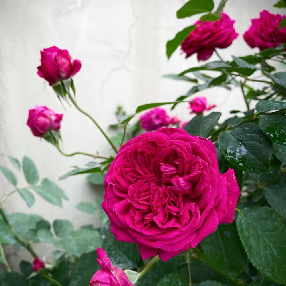 William Shakespeare 2000 Rose