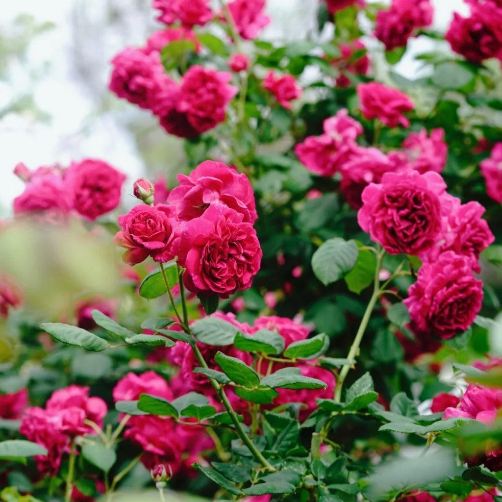 William Shakespeare 2000 Rose