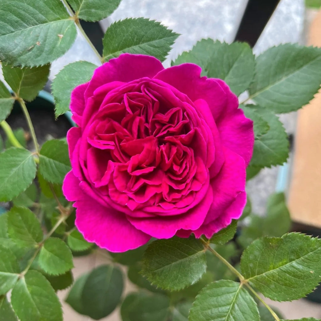 William Shakespeare 2000 Rose