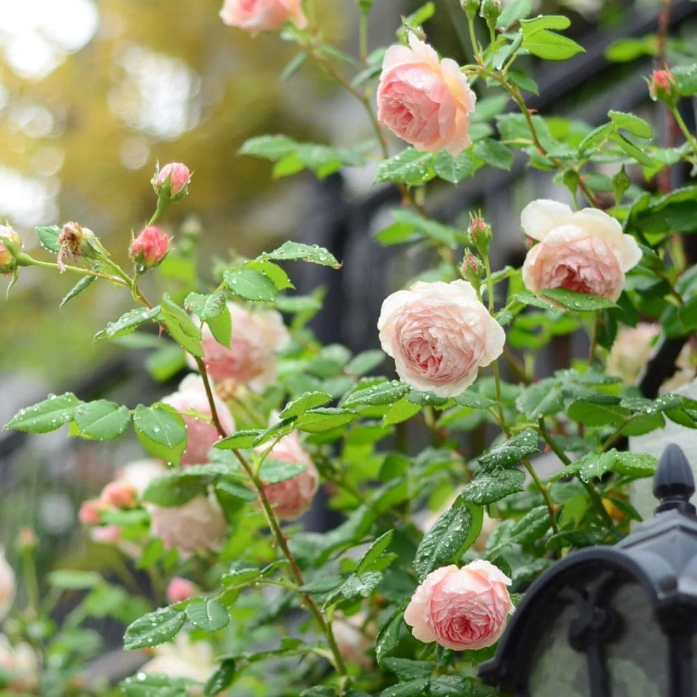 William Morris Rose