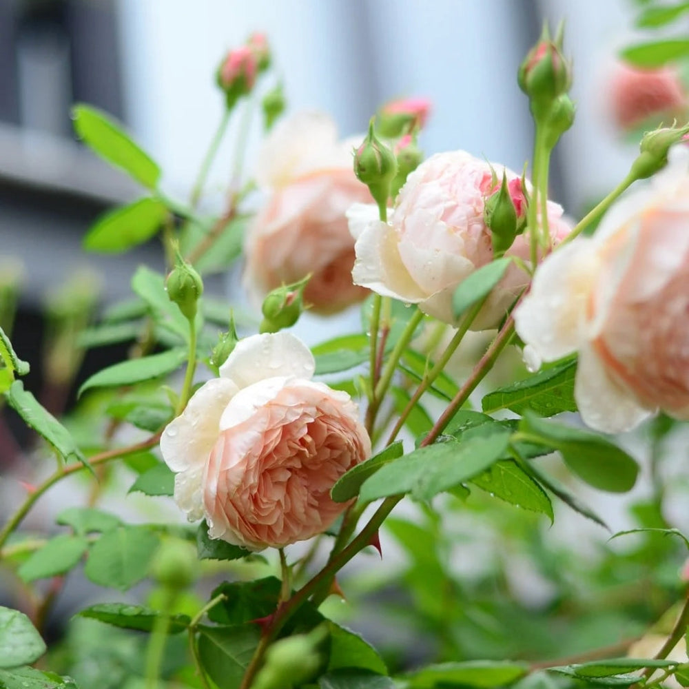 William Morris Rose