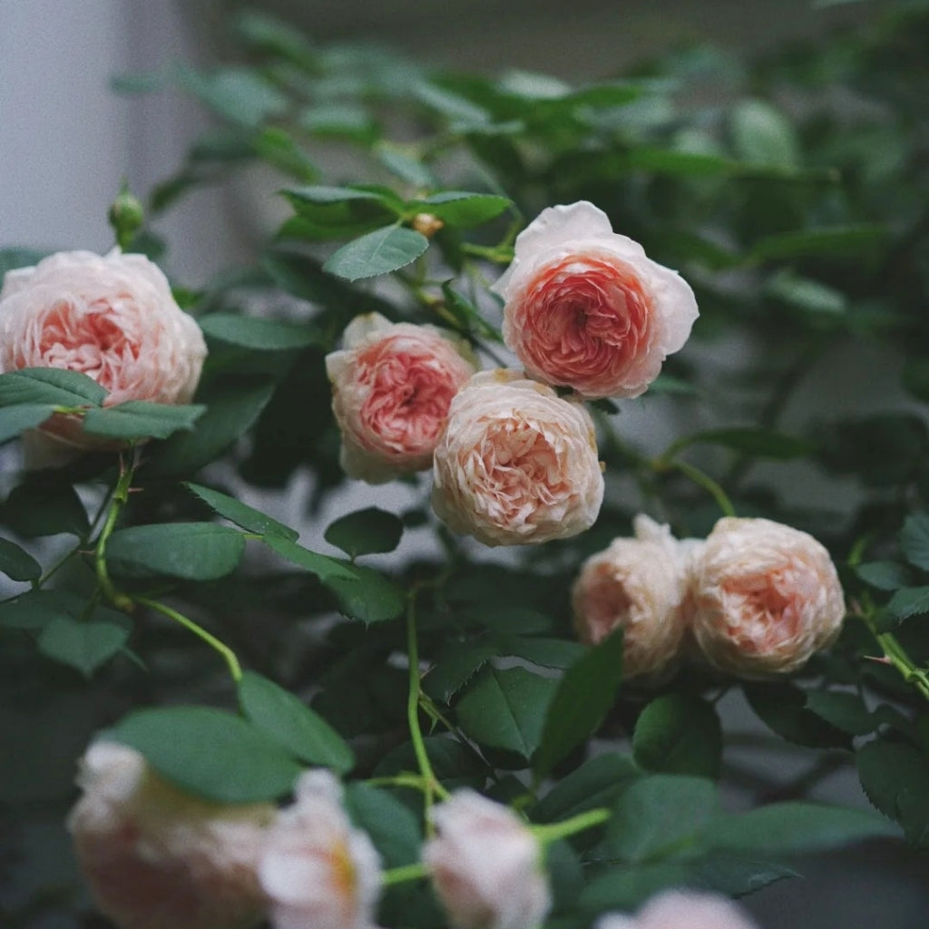 William Morris Rose