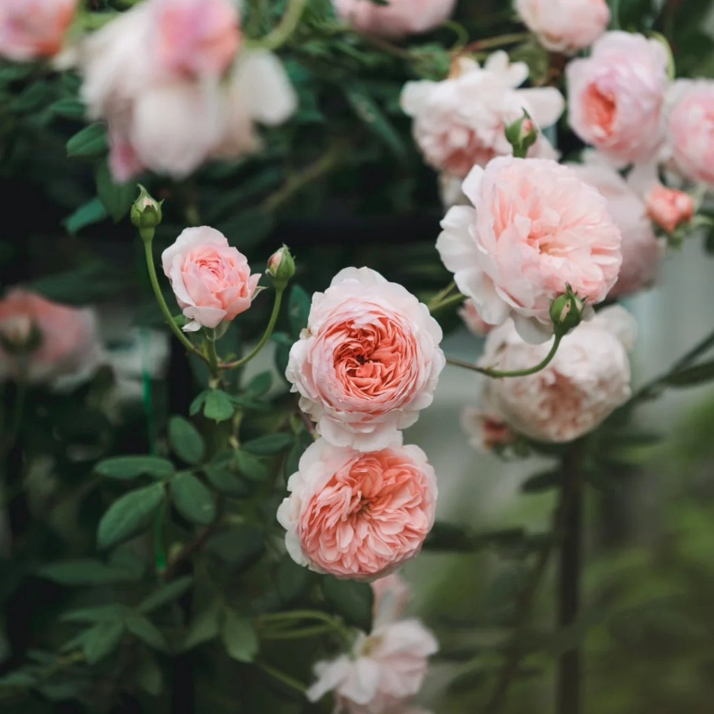 William Morris Rose