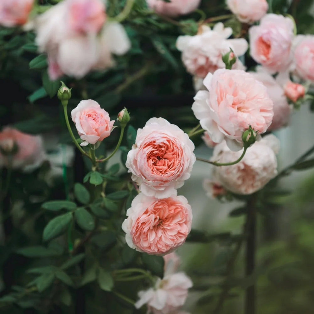 William Morris Rose
