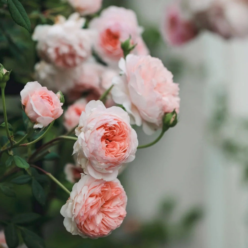 William Morris Rose