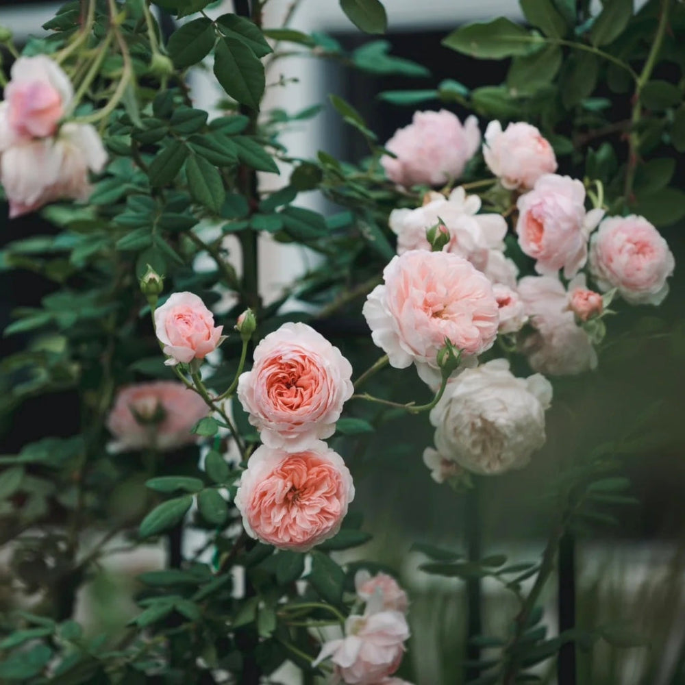 William Morris Rose