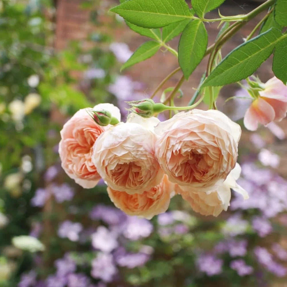 William Morris Rose