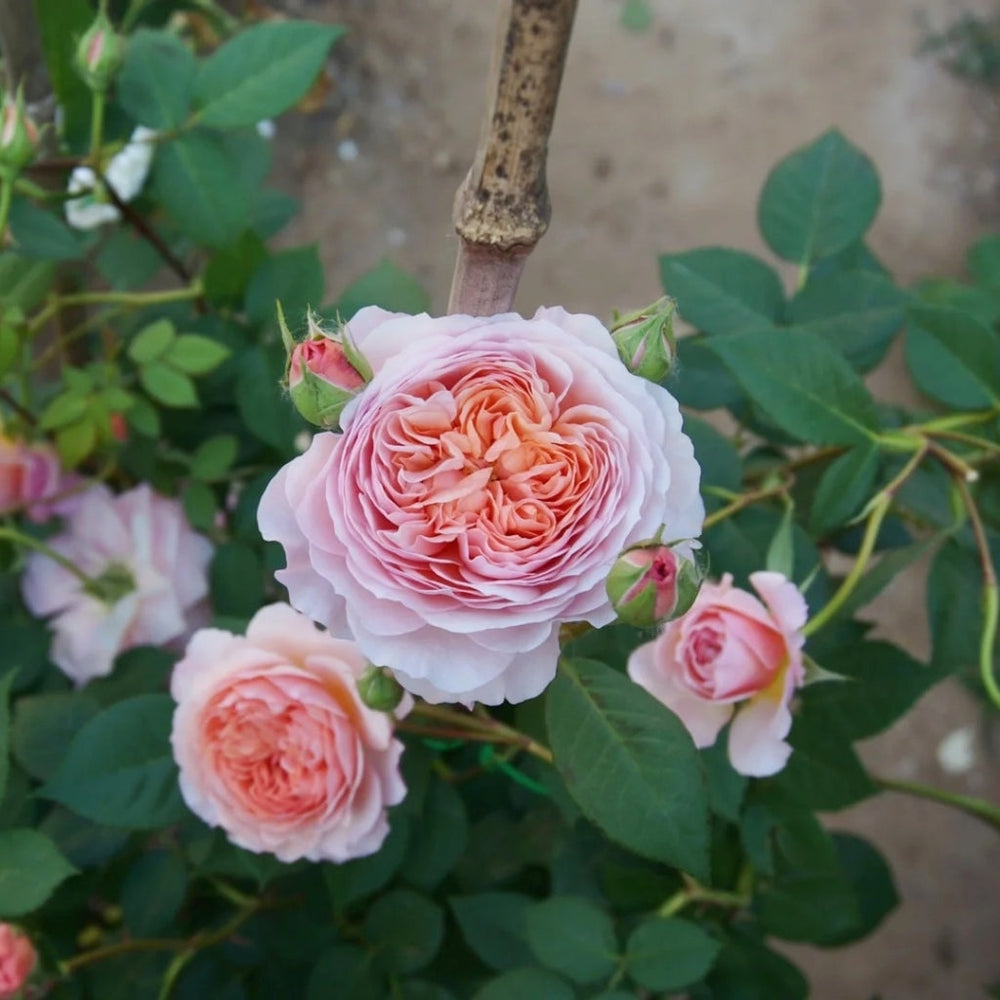 William Morris Rose