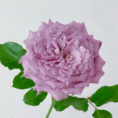 Windy Night Rose