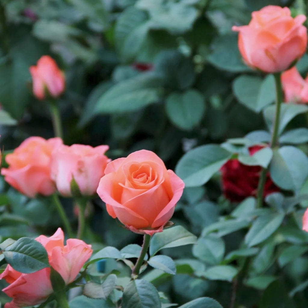 Wow! Rose