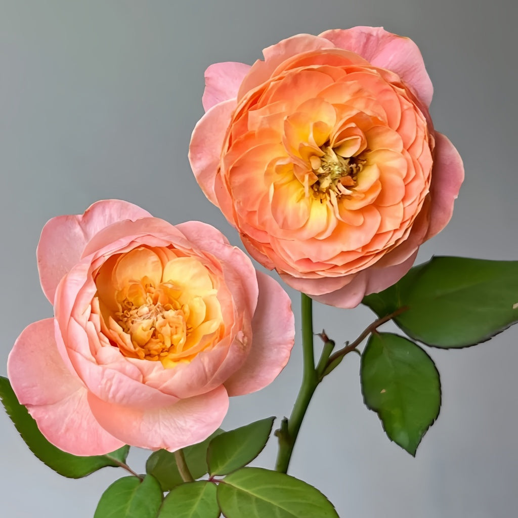 Wutongyue Rose