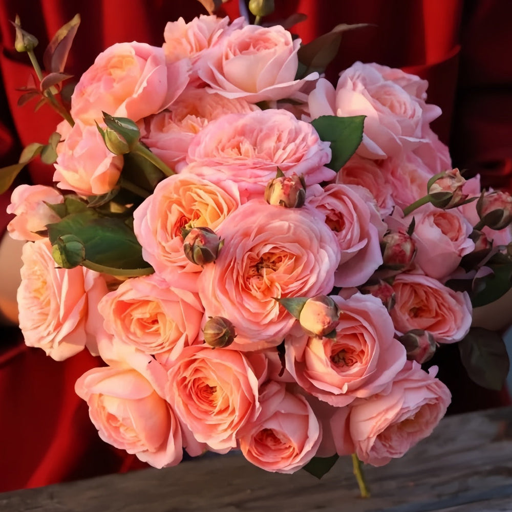 Wutongyue Rose