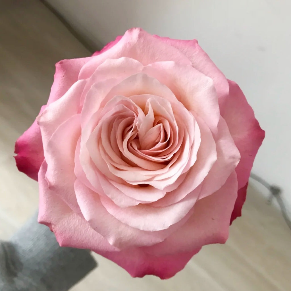 Xiaoxiang Rose