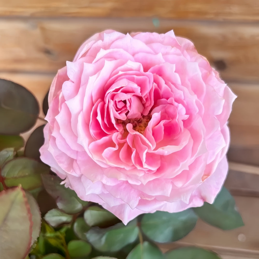 Xing Yuan Xue Qing Rose