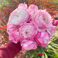 Xing Yuan Xue Qing Rose