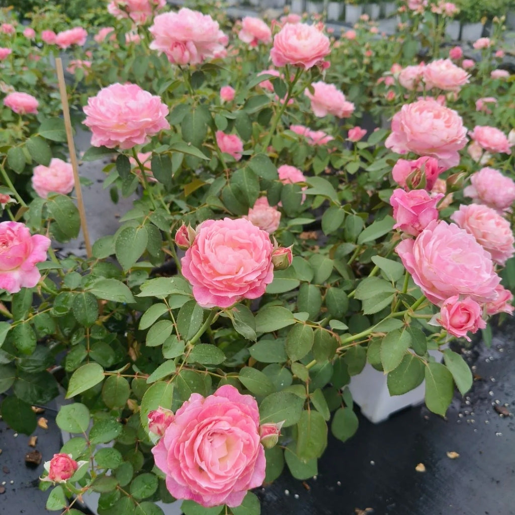 Xing Yuan Xue Qing Rose