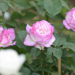 Xing Yuan Xue Qing Rose