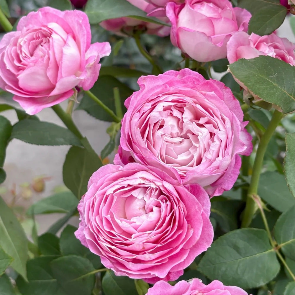 Xing Yuan Xue Qing Rose