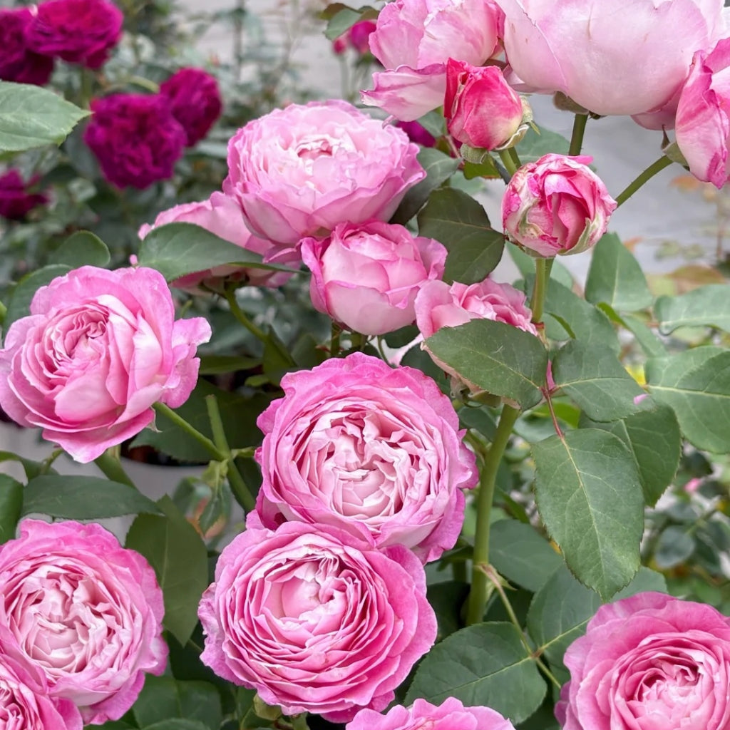 Xing Yuan Xue Qing Rose