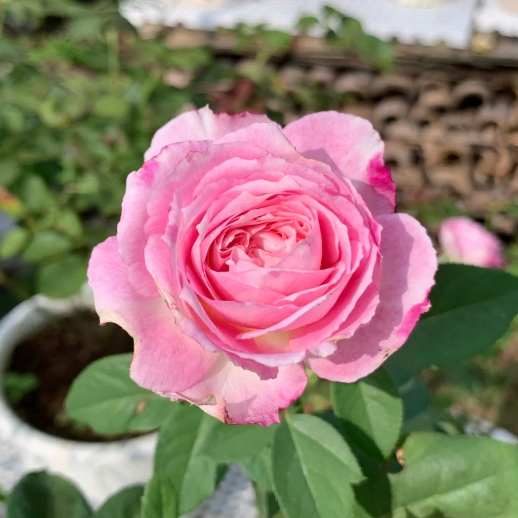 Xing Yuan Xue Qing Rose