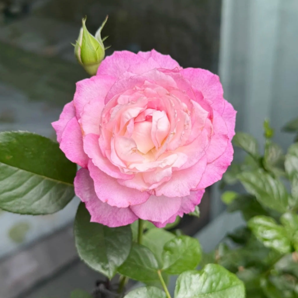 Xing Yuan Xue Qing Rose