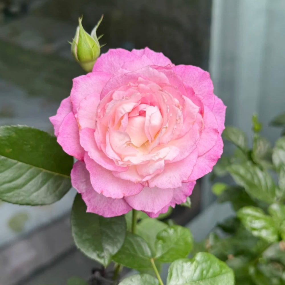 Xing Yuan Xue Qing Rose