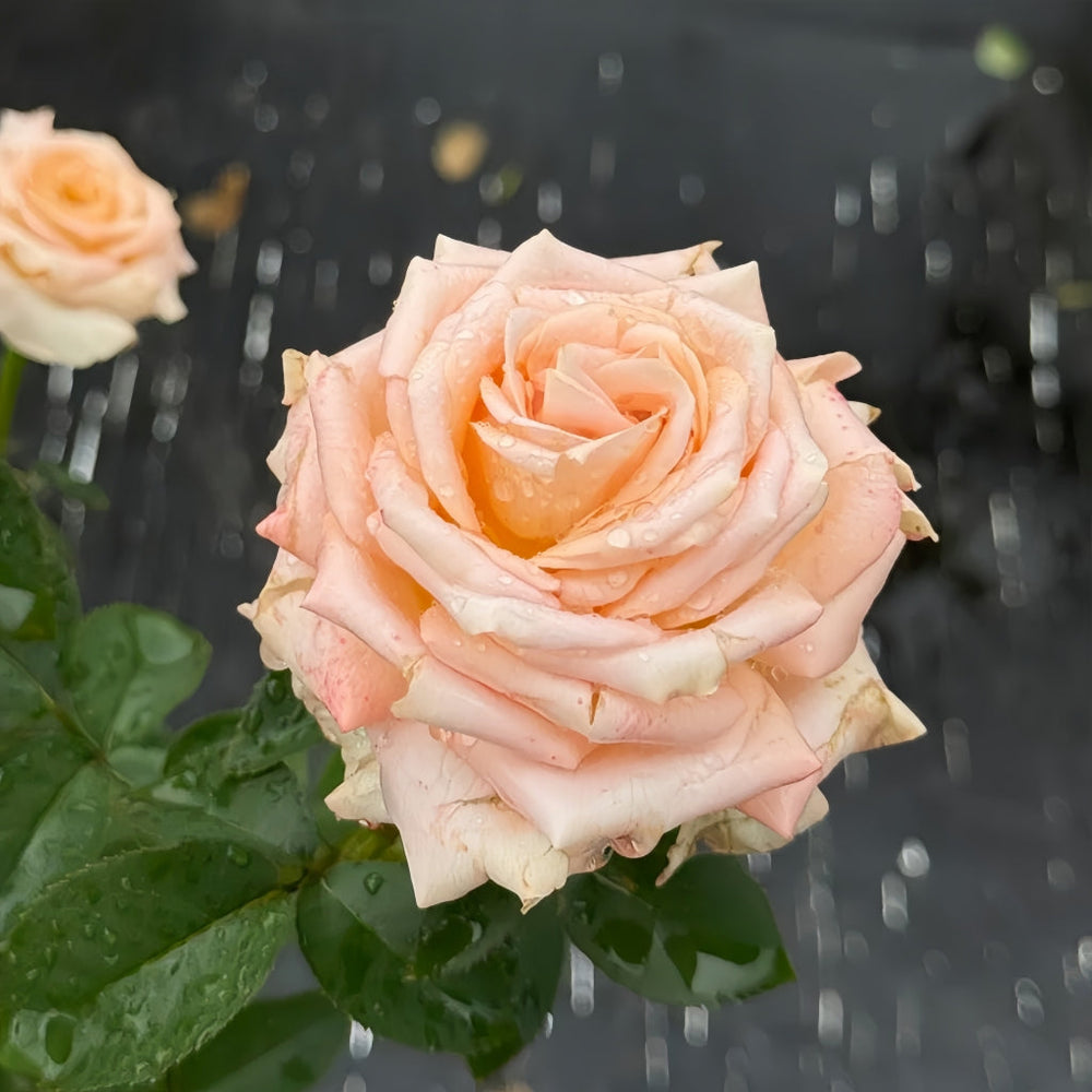 Yanluo Rose