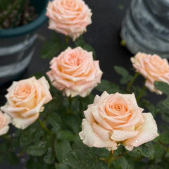 Yanluo Rose