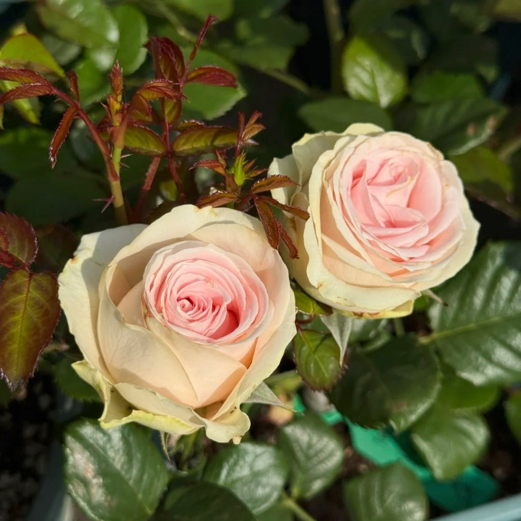Yanyu Haitang Rose