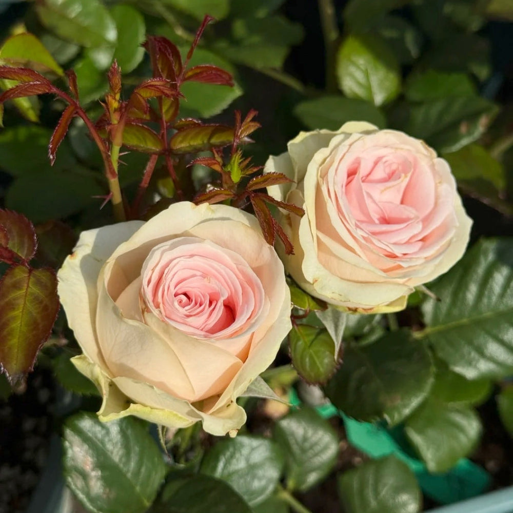 Yanyu Haitang Rose