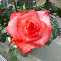 Yashika Rose