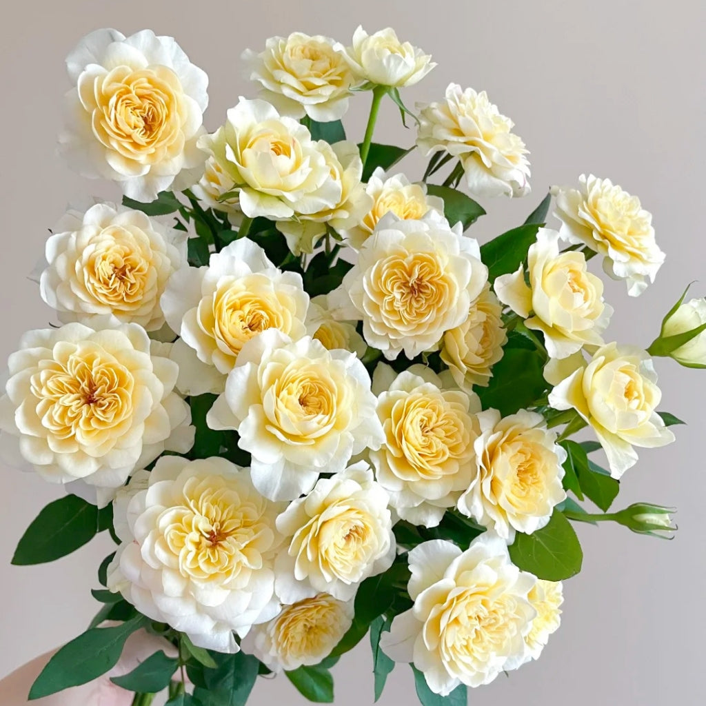 Yellow Mikoto Rose