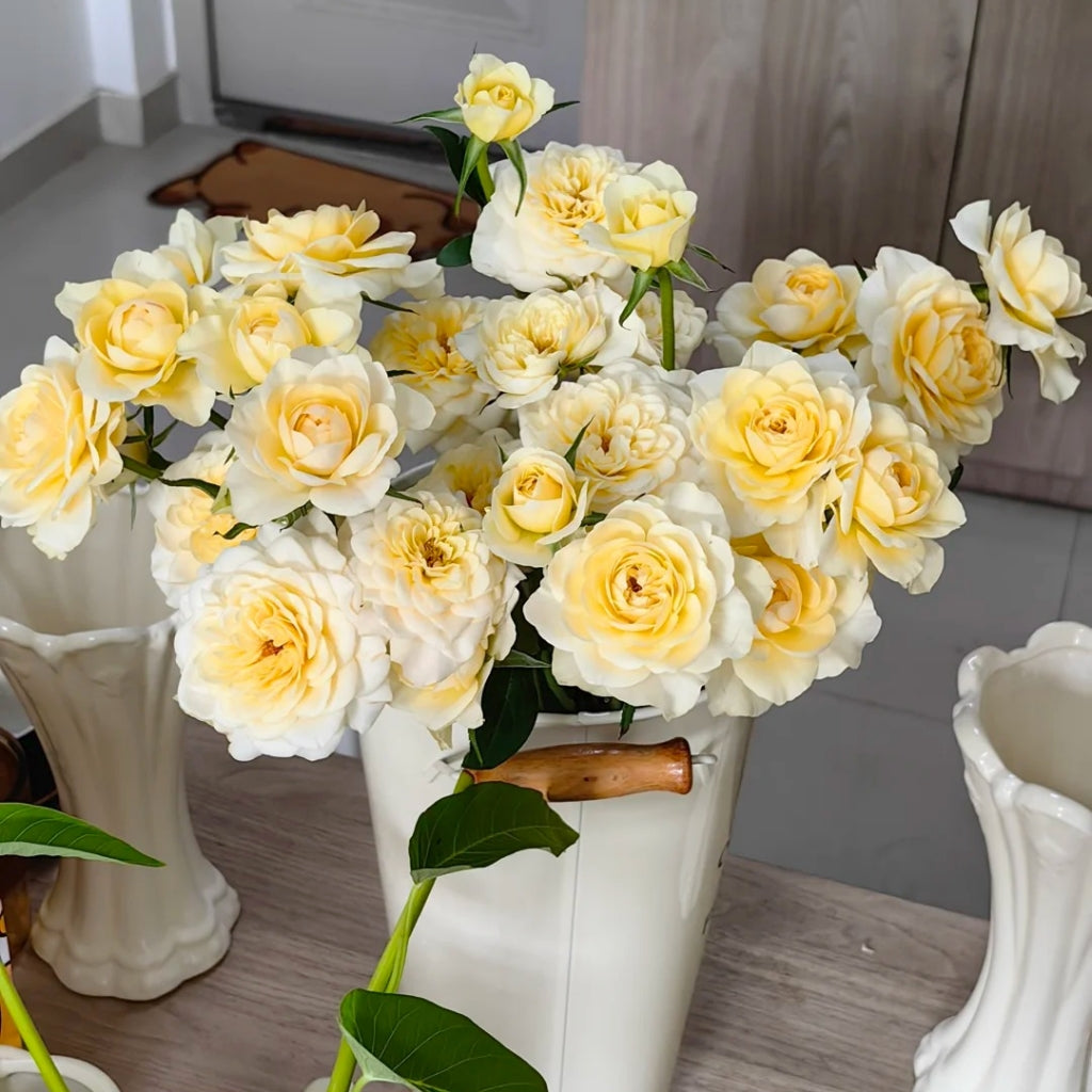 Yellow Mikoto Rose