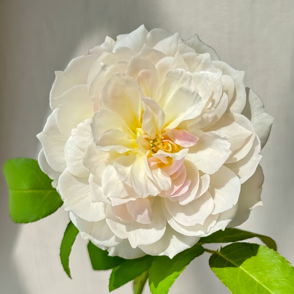 Youqing Rose