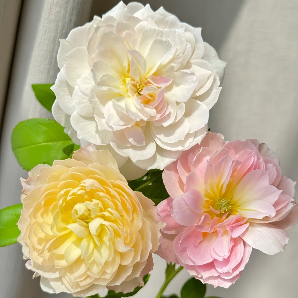 Youqing Rose