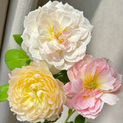 Youqing Rose