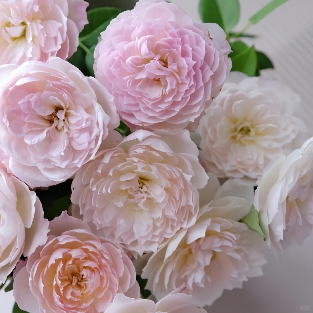 Youqing Rose