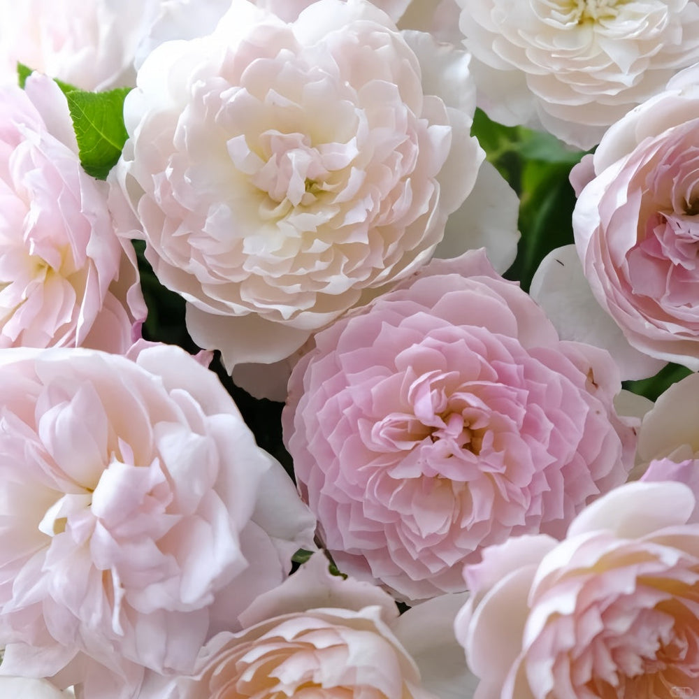 Youqing Rose