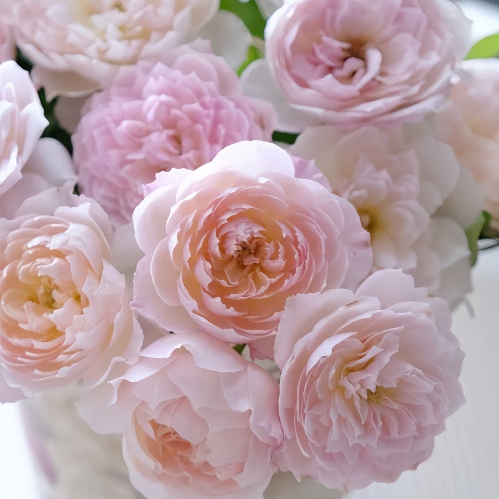 Youqing Rose