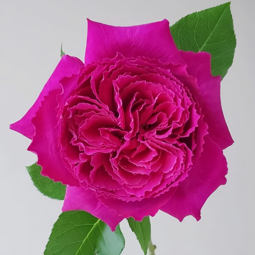 Yuji Rose