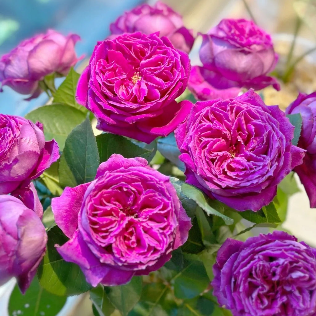 Yuji Rose