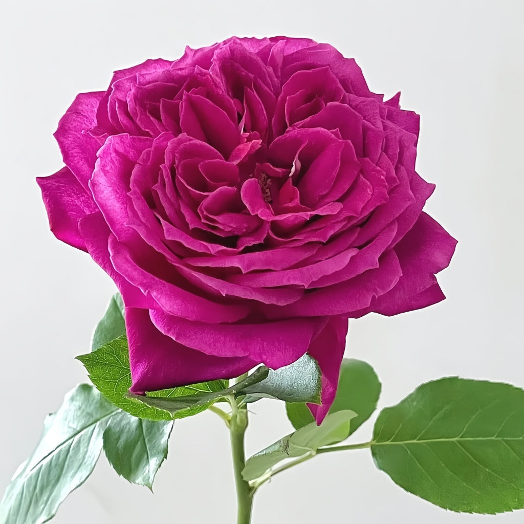 Yuji Rose