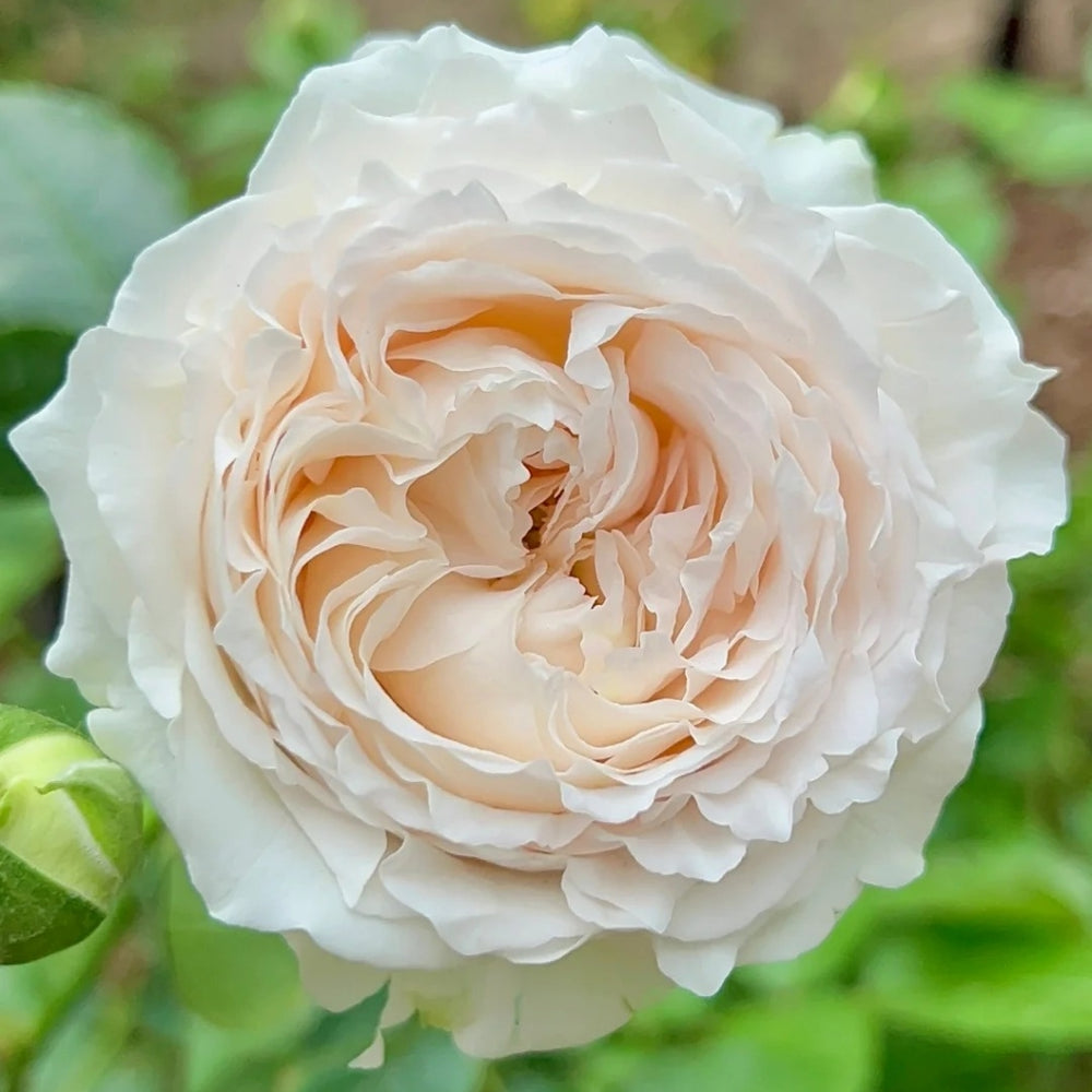 Yukiwatari Rose
